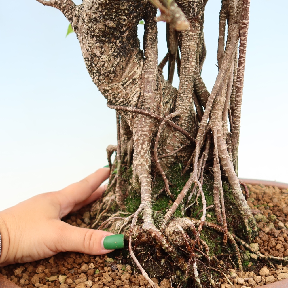Kamerbonsai - Ficus kimmen - kleinbladige ficus