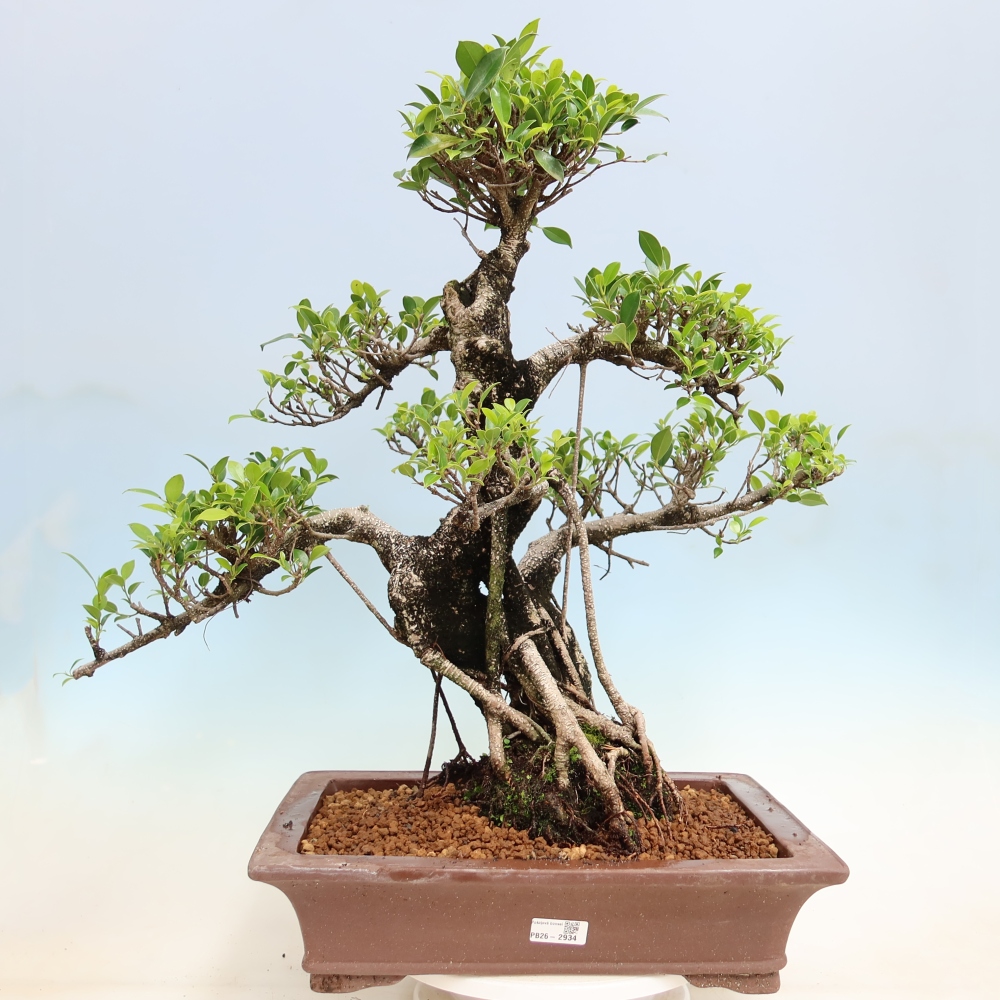 Kamerbonsai - Ficus kimmen - kleinbladige ficus