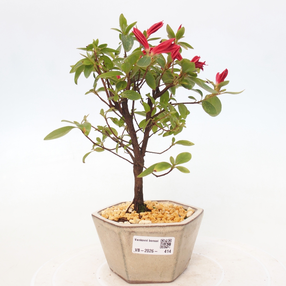 Bonsai voor buiten - Japanse azalea - Azalea sp.