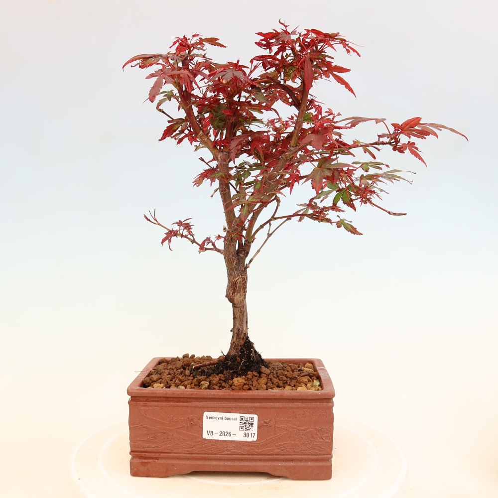 Buitenbonsai - Palmbladige esdoorn  - Acer palmatum Berry Broom 
