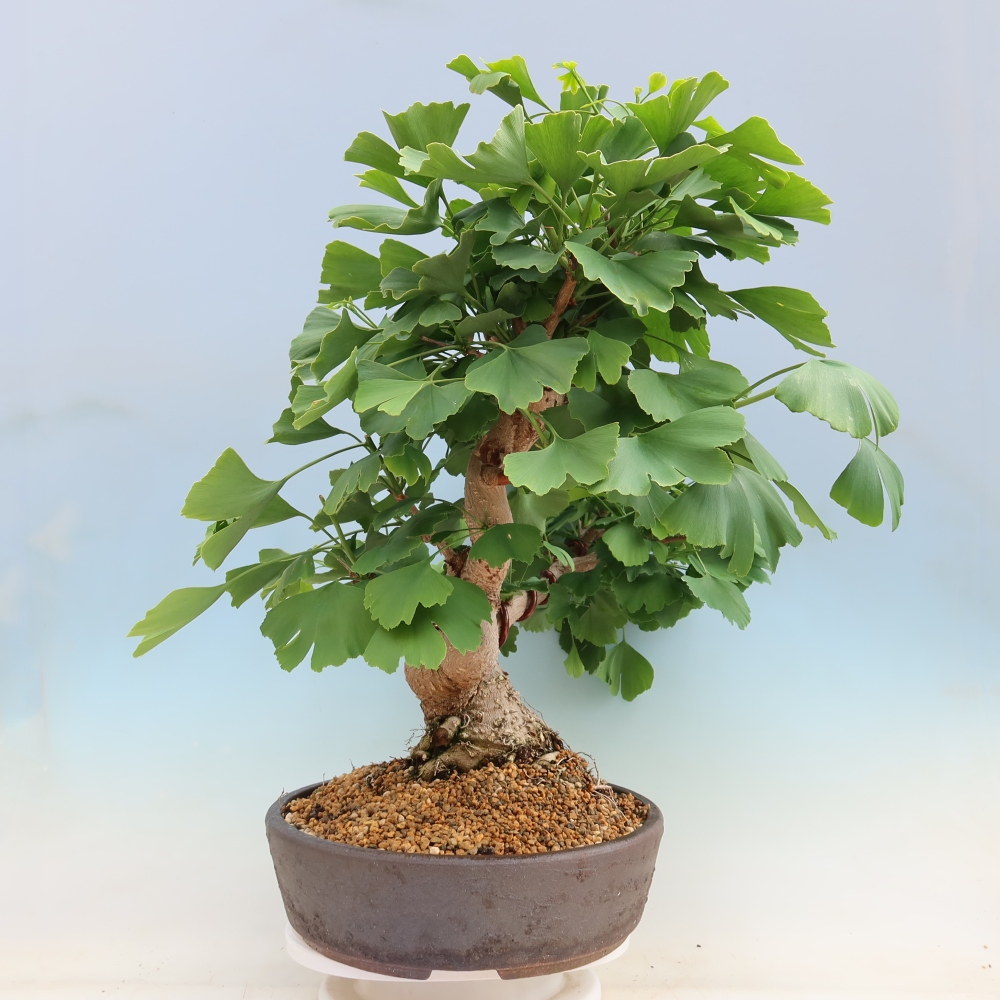 Bonsai voor buiten - Ginkgo biloba