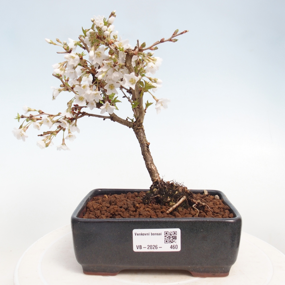 Bonsai voor buiten - Prunus incisa Kojou-no mai-Plivon uitgesneden