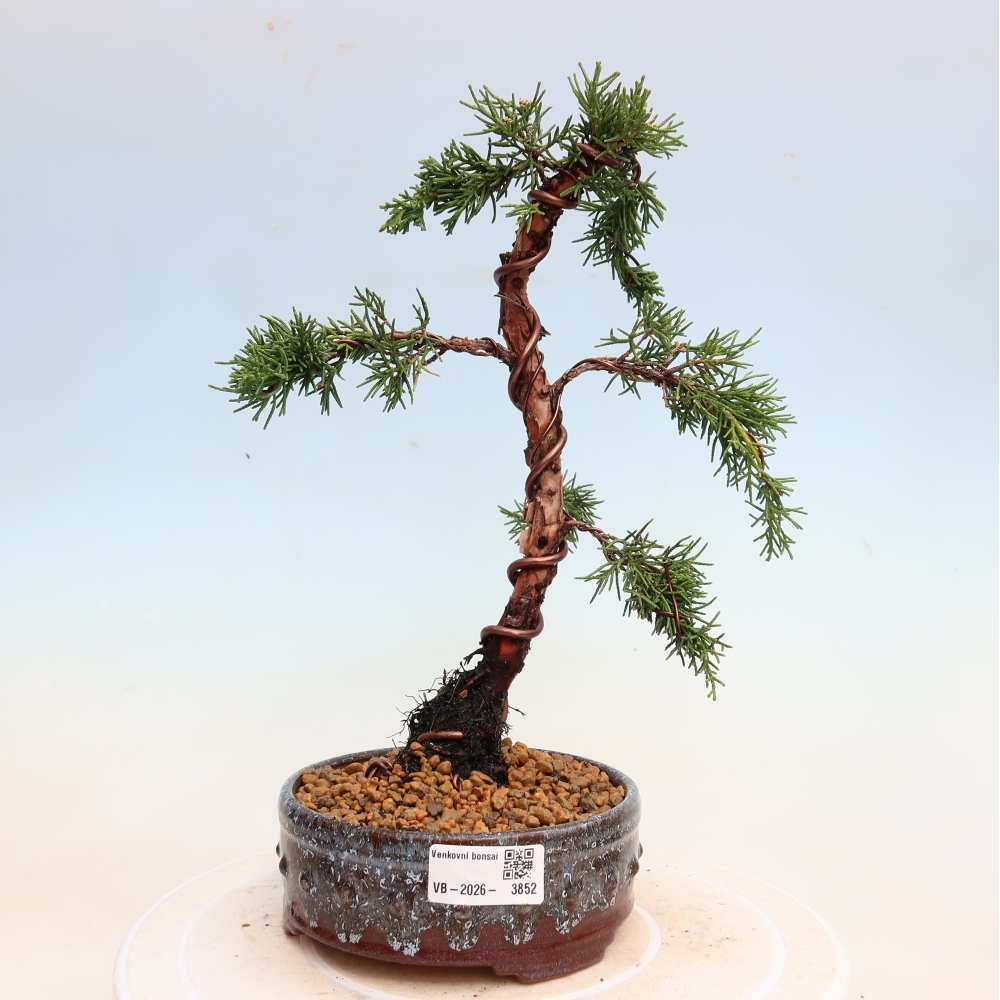 Bonsai voor buiten - Juniperus chinensis Kishu