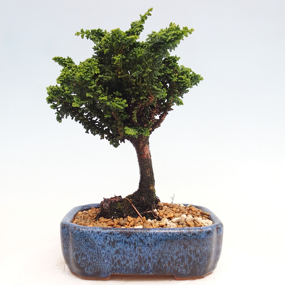 Bonsai voor buiten - Cham. obtusa SEKKA HINOKI - Cipres