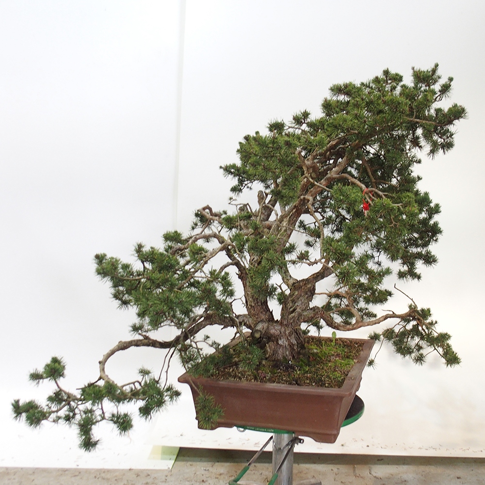 Yamadori - Pinus sylvestris Spanje