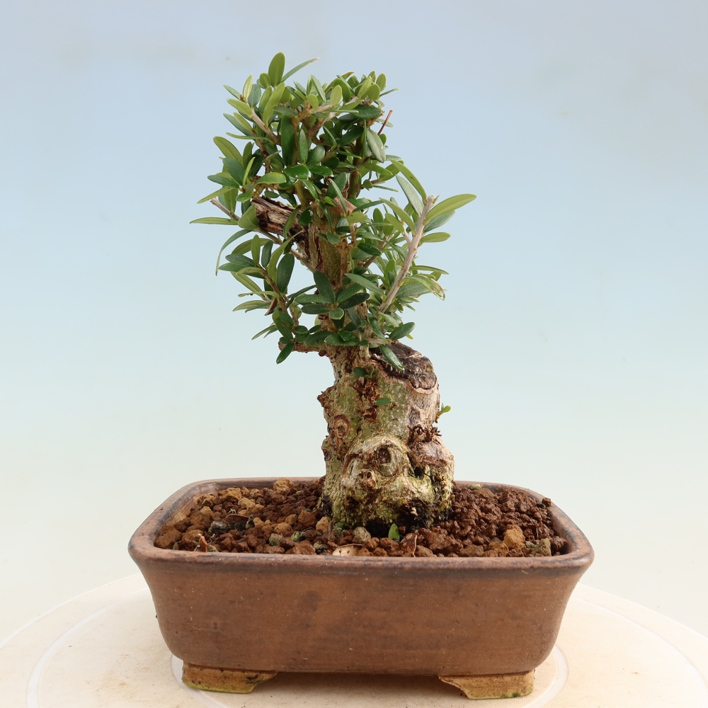 Bonsai voor binnen - Olea europaea sylvestris