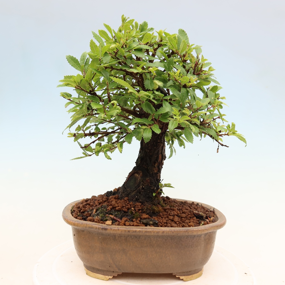 Bonsai voor buiten - Zelkova - Zelkova NIRE