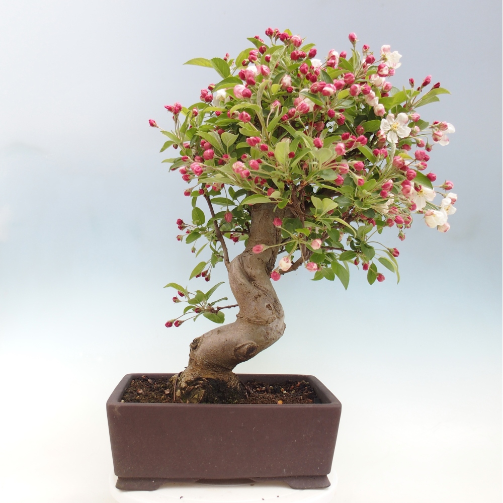 Bonsai voor buiten -Malus halliana - Appelboom met kleine vruchten