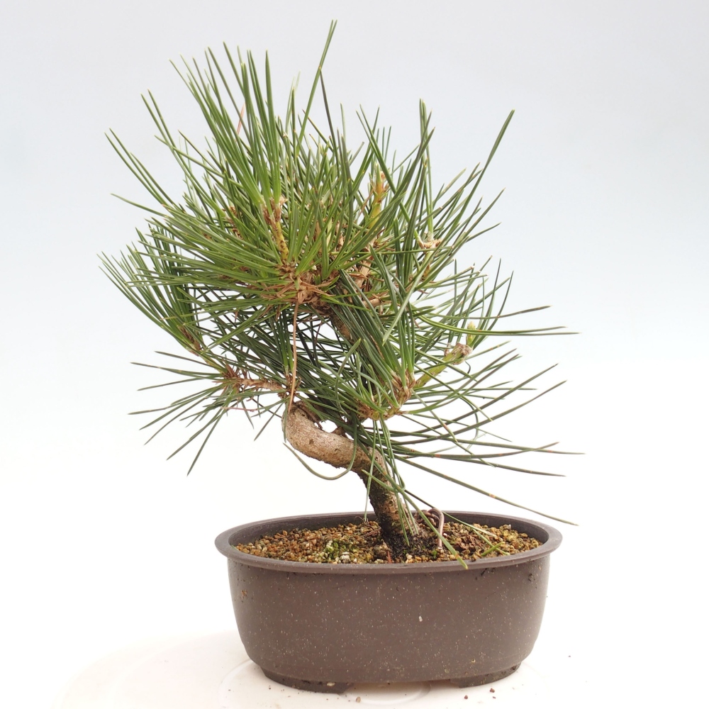 Bonsai voor buiten - Pinus thunbergii - Thunberg den