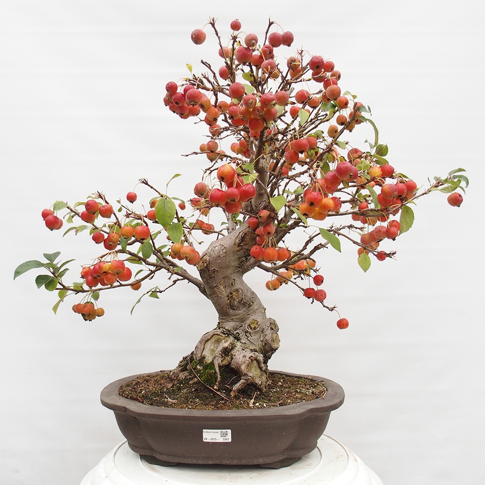 Bonsai voor buiten -Malus halliana - Appelboom met kleine vruchten