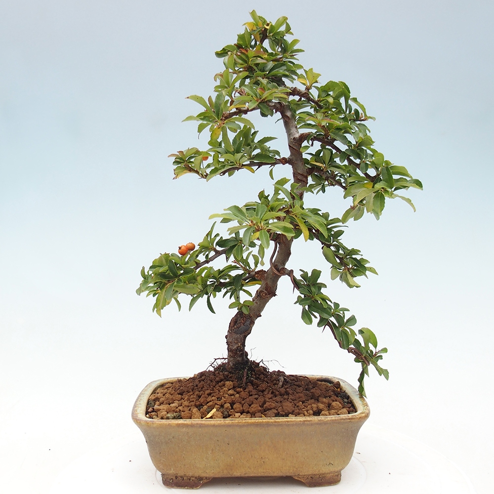 Bonsai-Pyracantha Teton voor buiten -Hlox