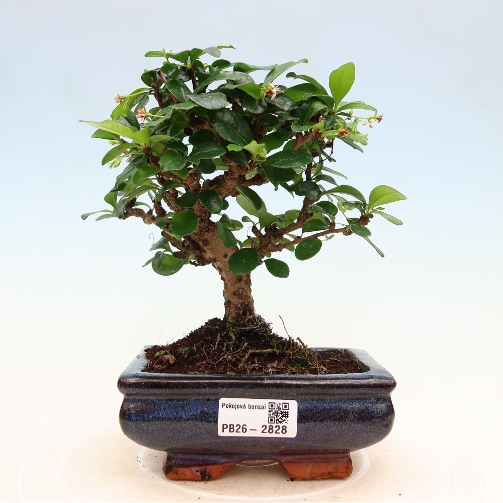 Kamerbonsai - Carmona macrophylla - Thee fuki
