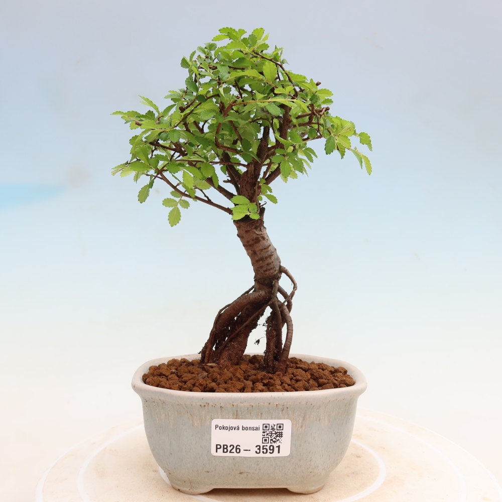 Kamerbonsai - Ulmus parvifolia - Winteriep