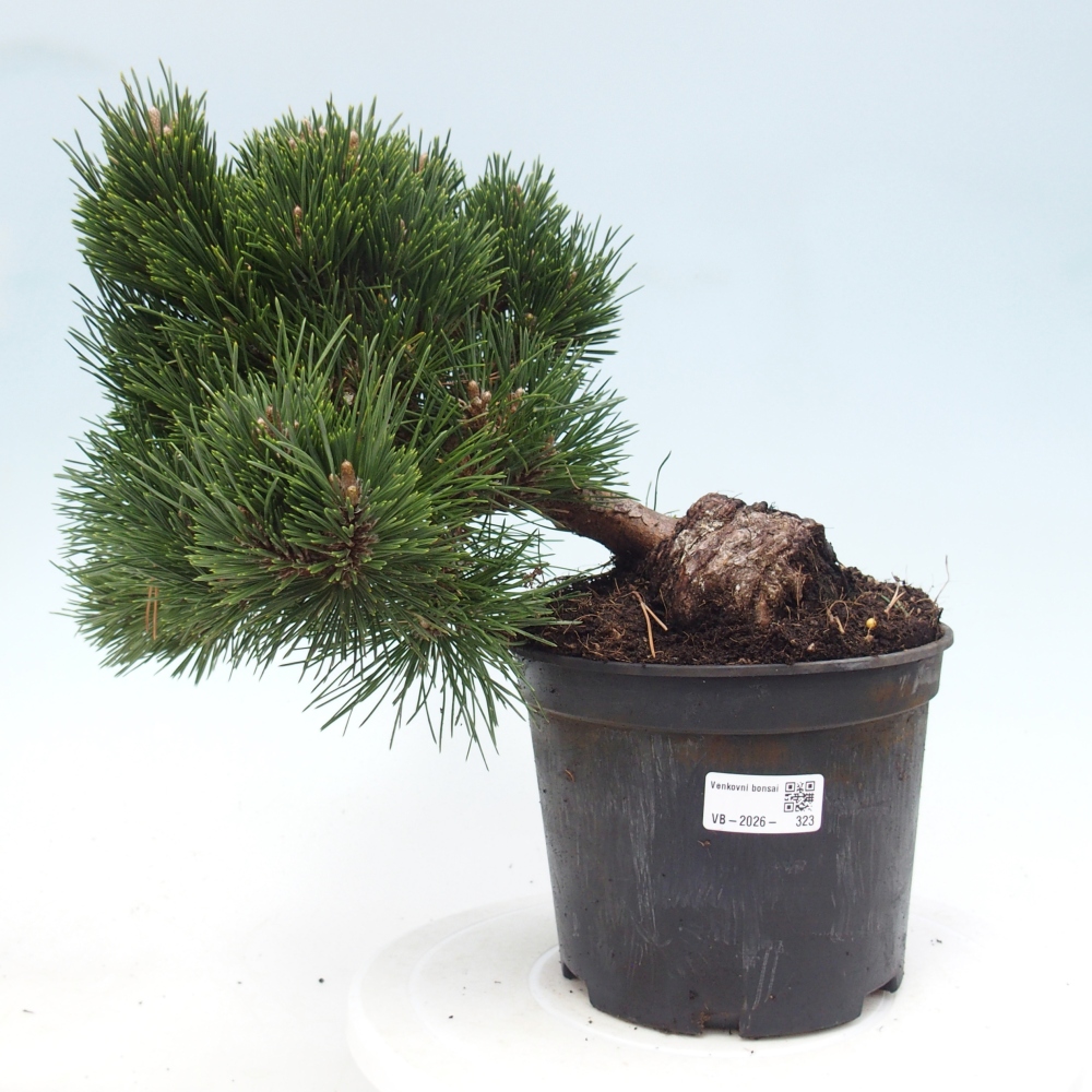 Bonsai voor buiten - Pinus thunbergii senjyumaru - Thunberg den