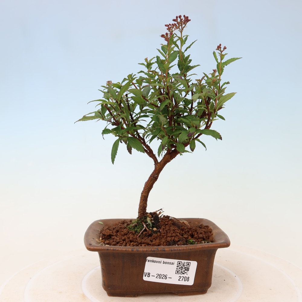 Bonsai voor buiten – Japanse spirea – Spirea japonica Anthony Waterer
