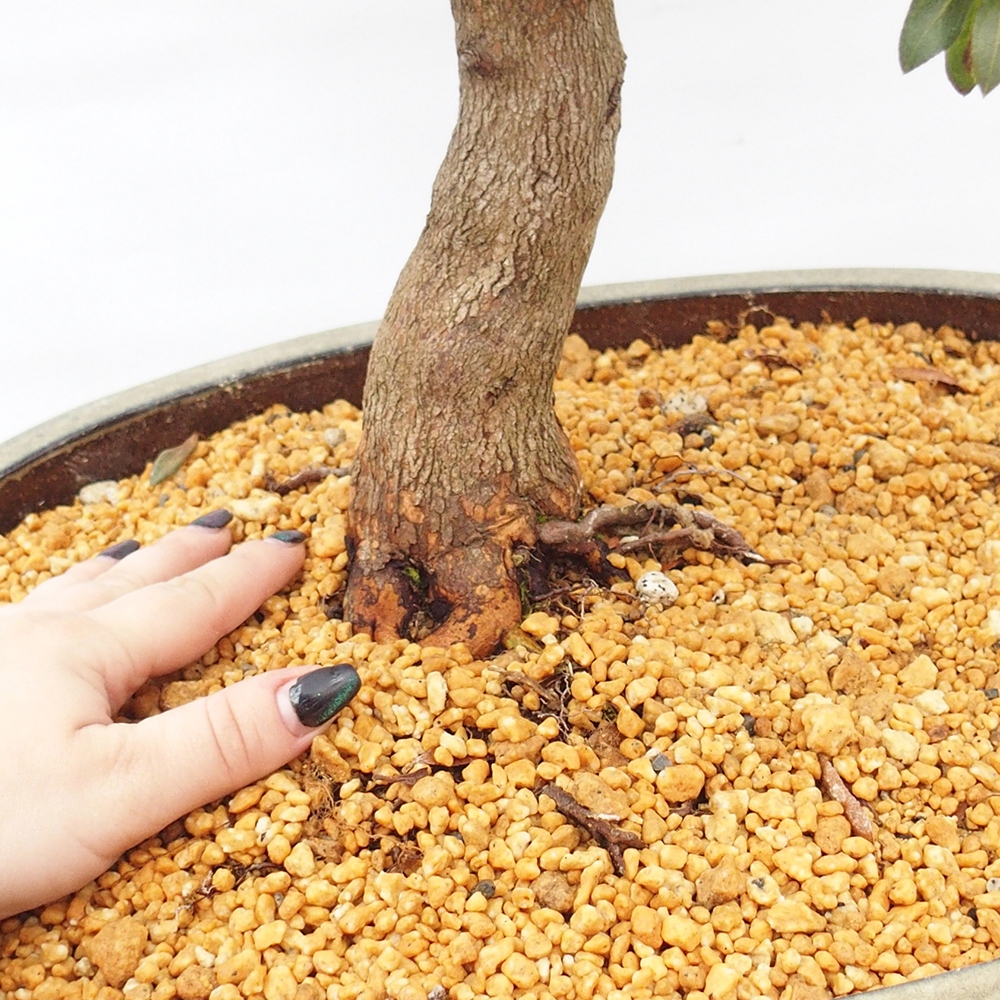 Bonsai voor buiten - Japanse azalea - Azalea CHIHIRO