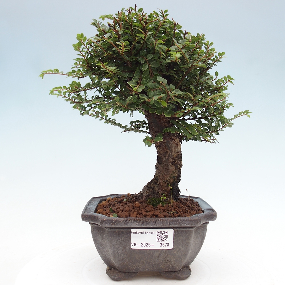 Bonsai voor buiten - Ulmus parvifolia Hokkaido - Chinese iep