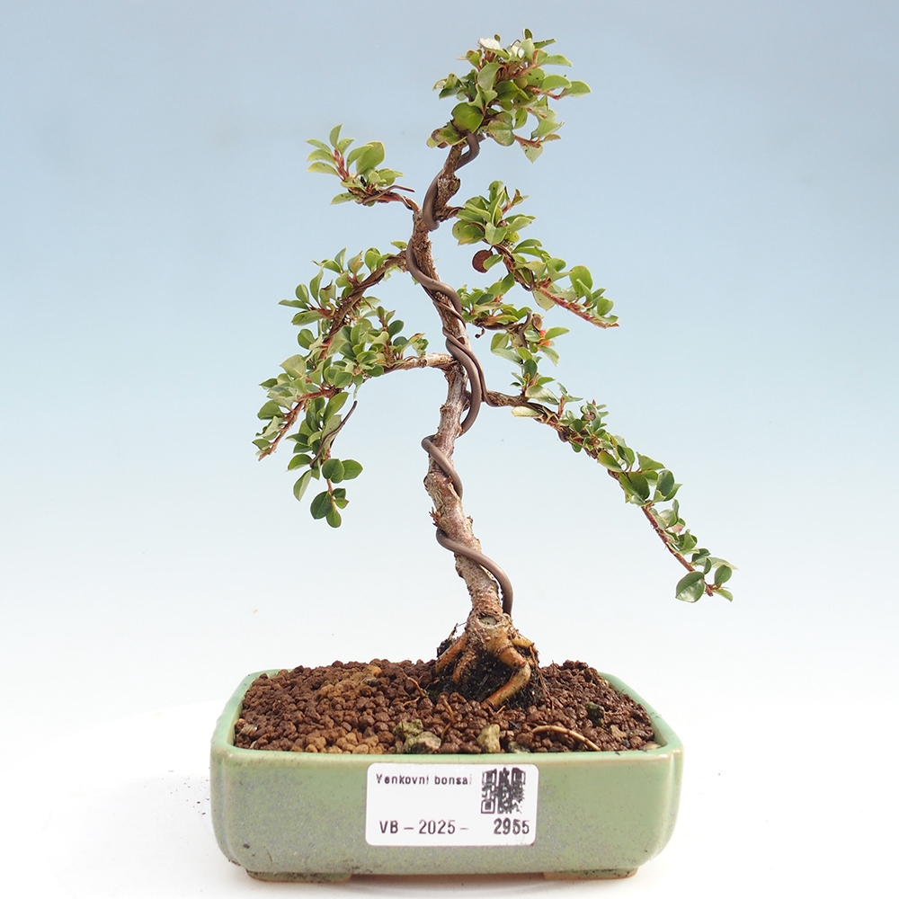 Bonsai voor buiten - Cotoneaster horizontalis - Rocky Mountain