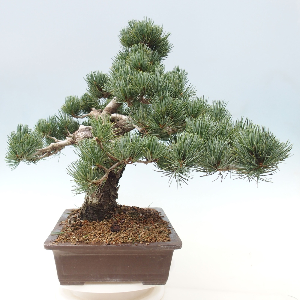 Bonsai voor buiten - Pinus parviflora - Pinus parviflora