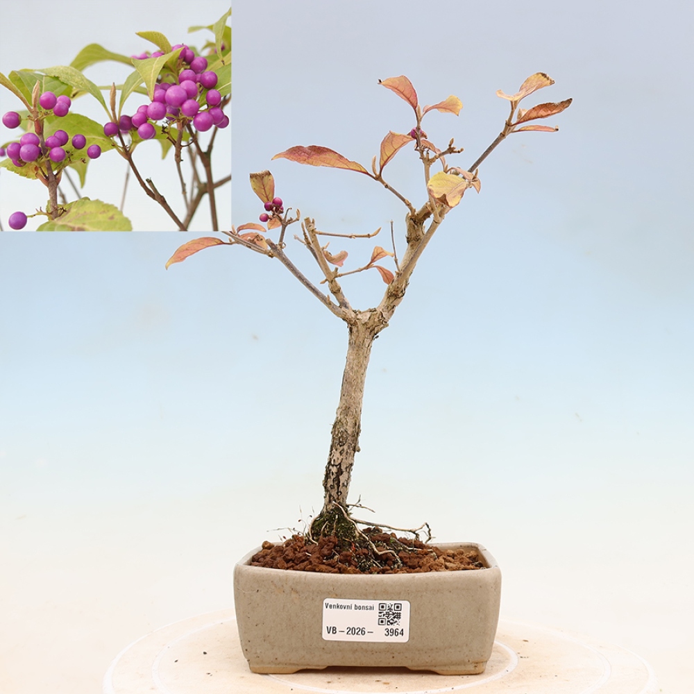 Bonsai voor buiten - Callicarpa bodinierova profusion
