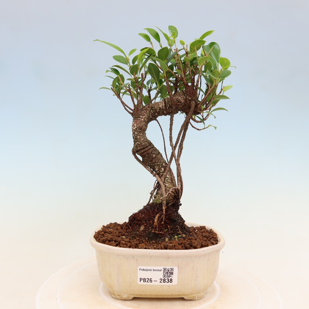 Kamerbonsai - Ficus kimmen - kleinbladige ficus