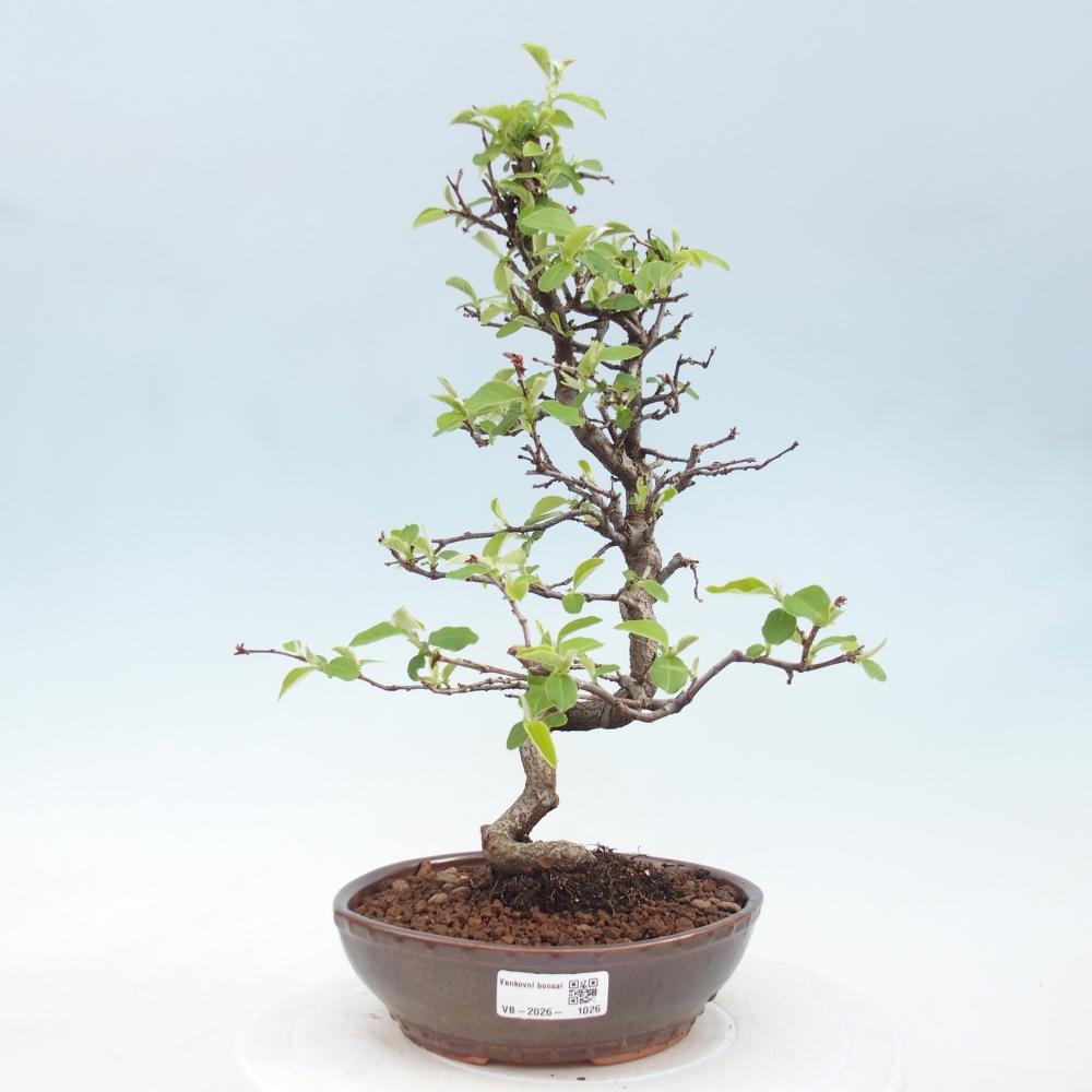 Bonsai voor buiten - Chaneomeles chinensis