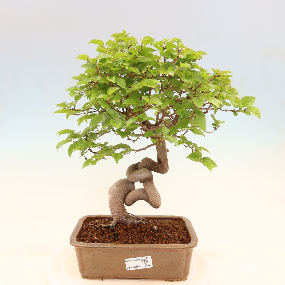 Bonsai voor buiten -Carpinus Coreana - Koreaanse haagbeuk