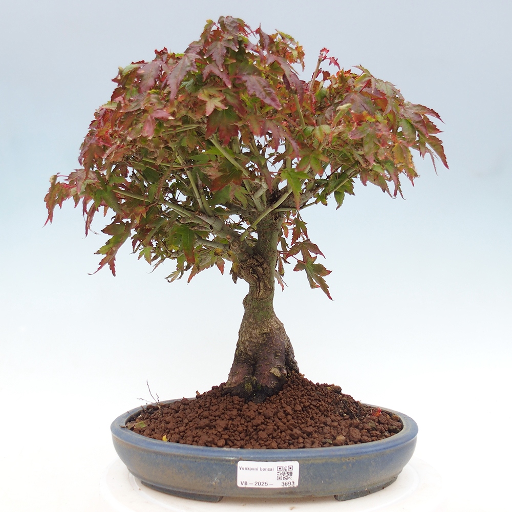 Acer palmatum KIOHIME - Palmeta-esdoorn
