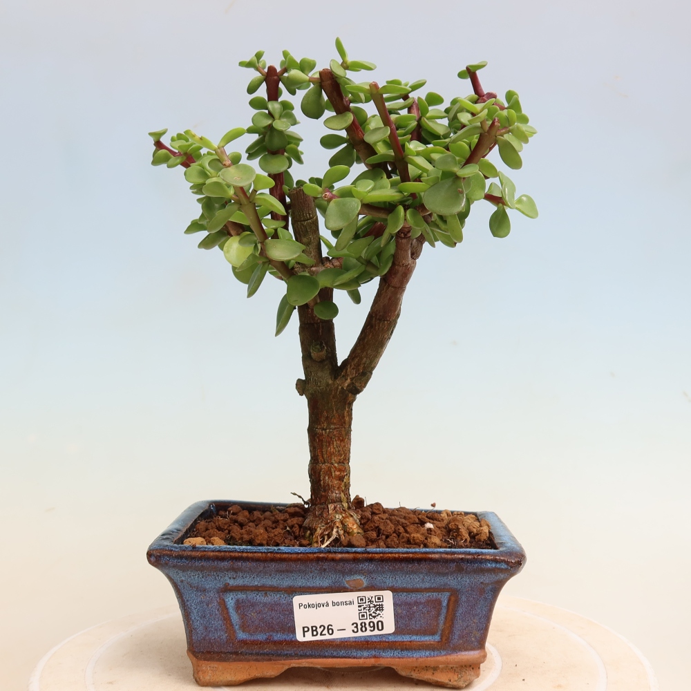 Kamerbonsai - Portulakaria Afra - Tlustice