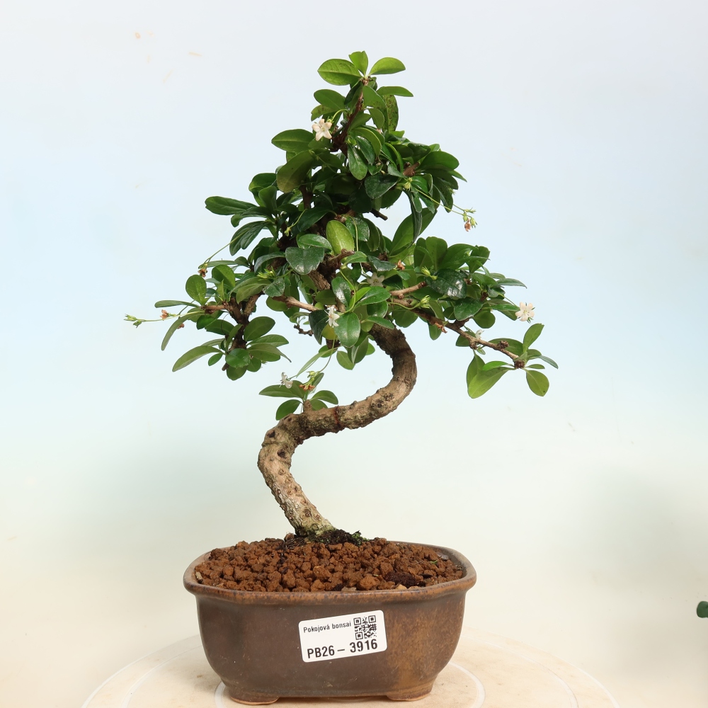 Kamerbonsai - Carmona macrophylla - Thee fuki