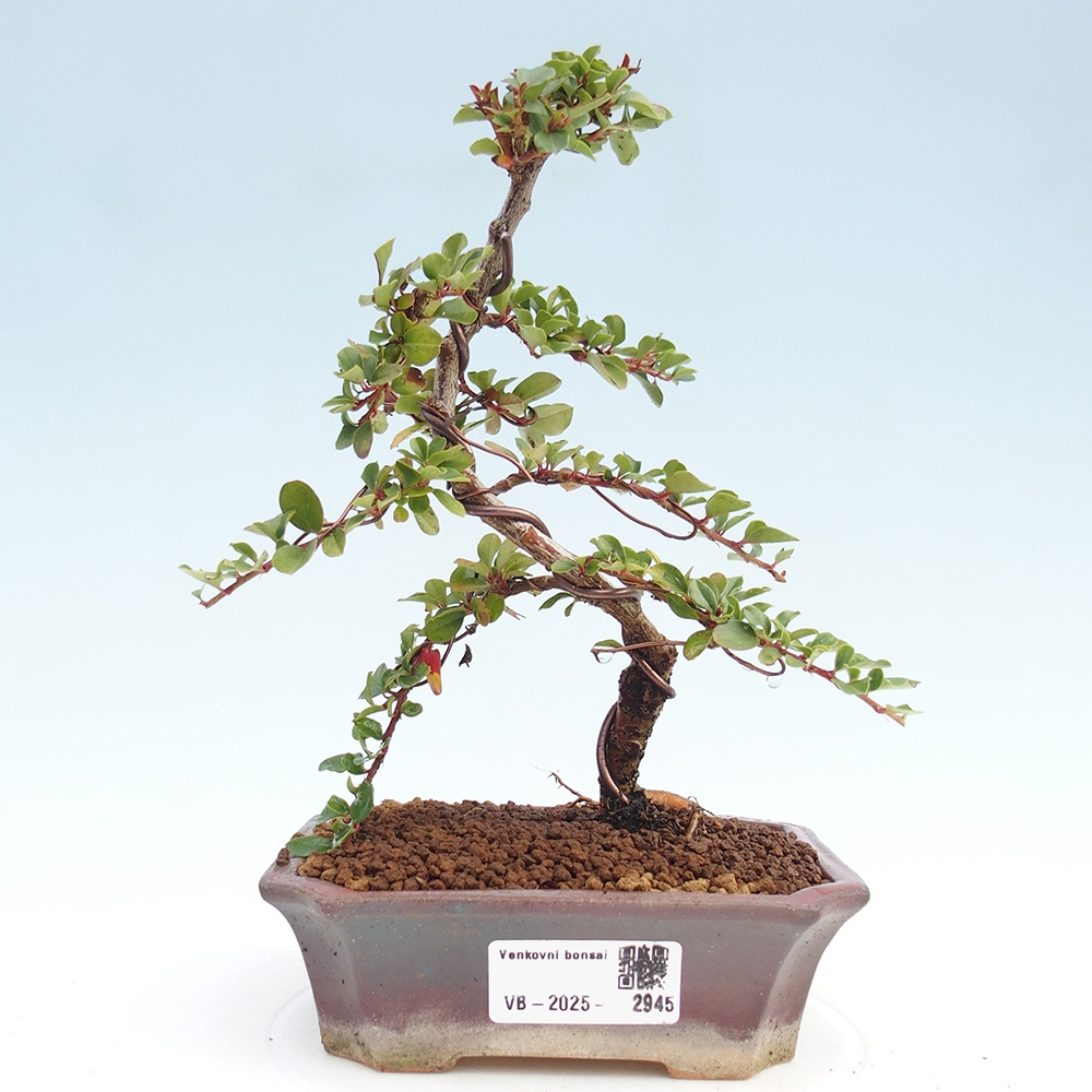 Bonsai voor buiten - Cotoneaster horizontalis - Rocky Mountain