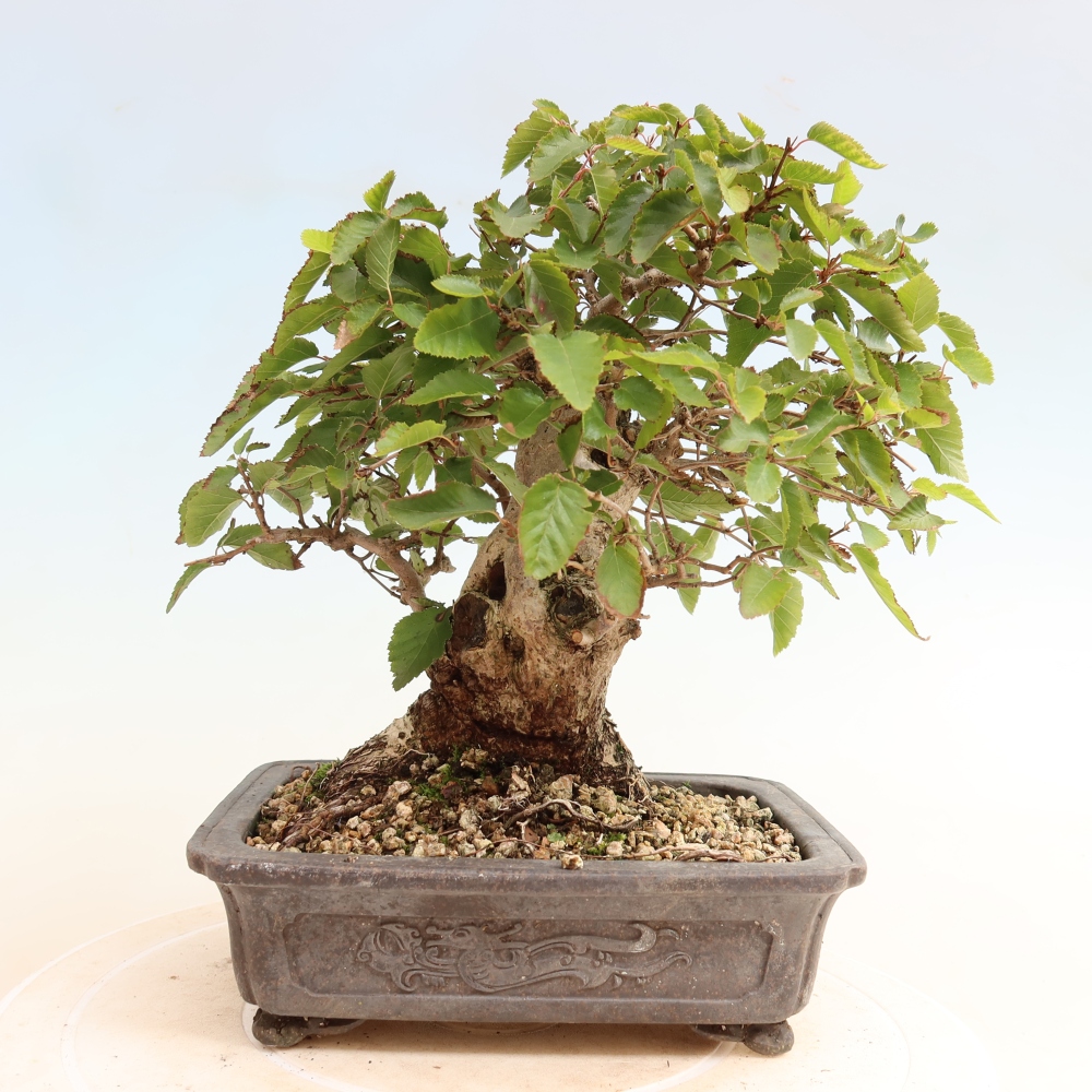 Bonsai voor buiten -Carpinus CARPINOIDES - Koreaanse haagbeuk