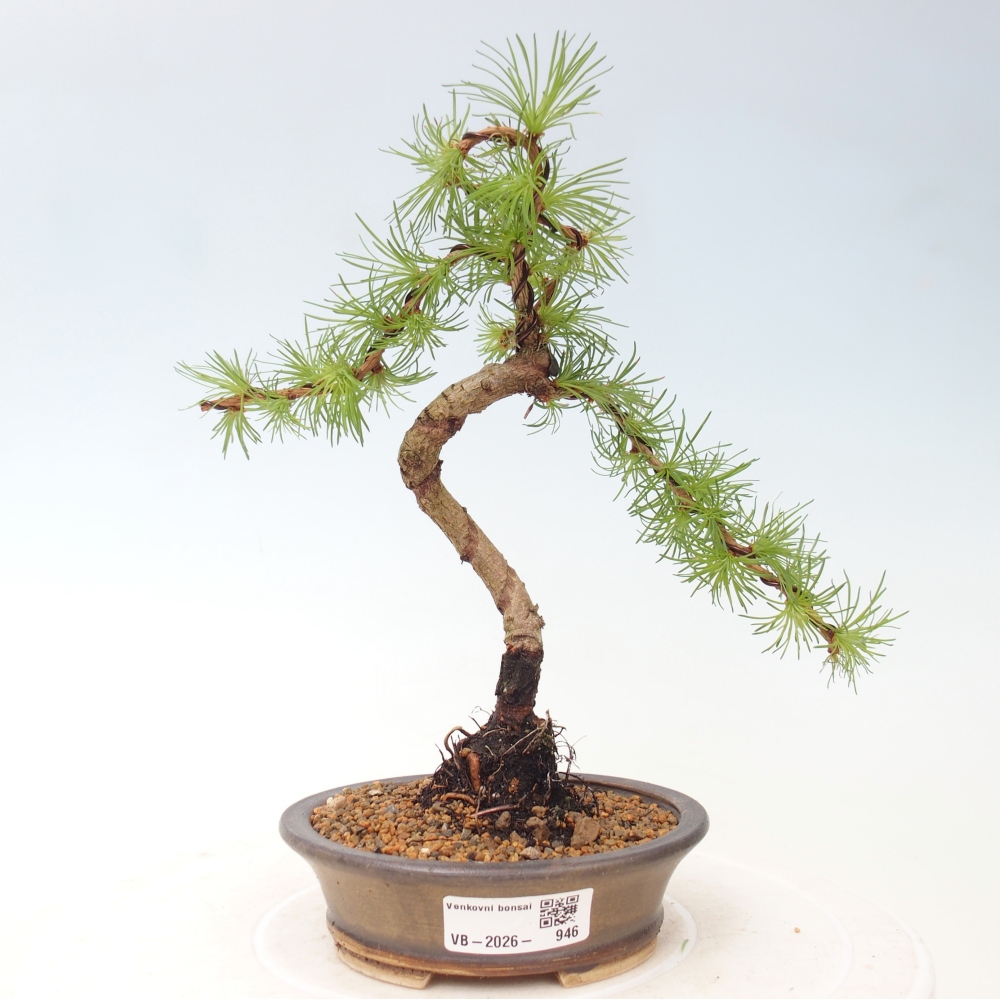 Bonsai voor buiten - Larix Kaempferi - Japanse lariks