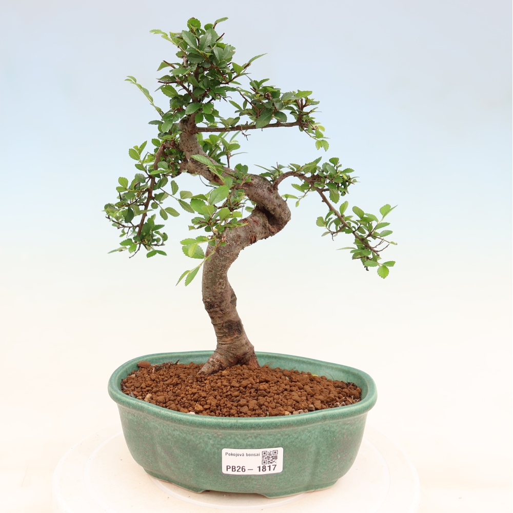 Kamerbonsai - Ulmus parvifolia - Winteriep