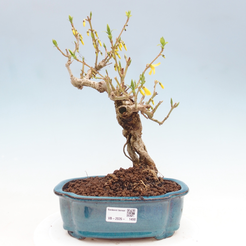 Bonsai voor buiten - Zlatice - Forsythia koreana