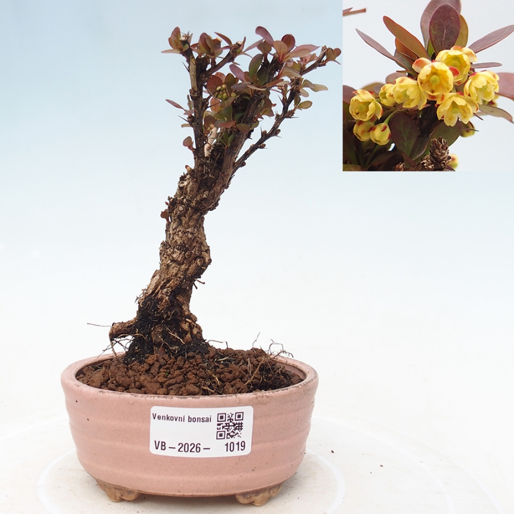 Bonsai voor buiten - Berberis Thunbergii Bagatelle