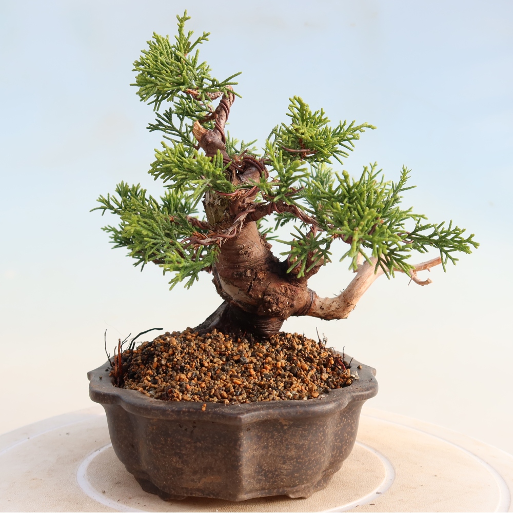Bonsai voor buiten - Juniperus chinensis Itoigawa