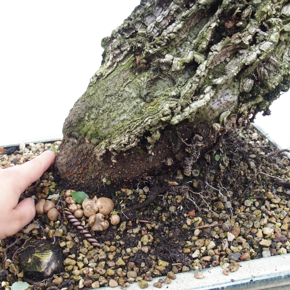 buiten bonsai Quercus suber - kurkeik