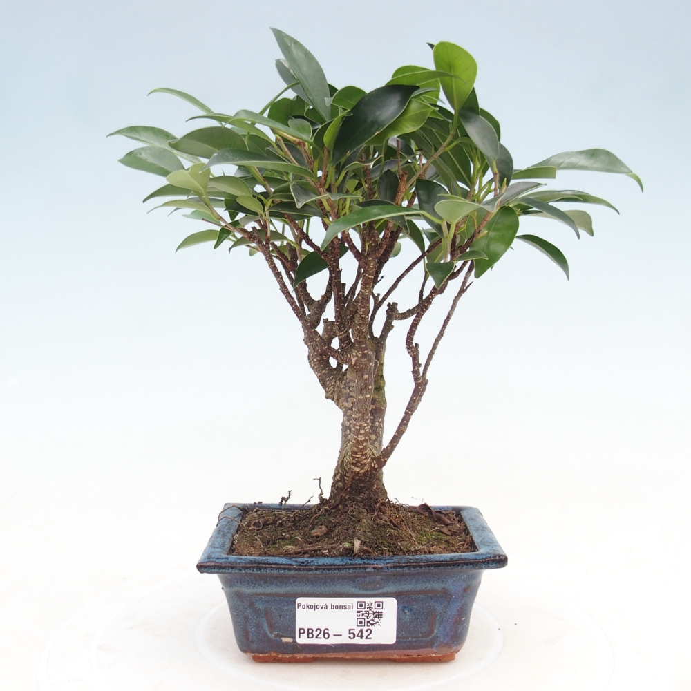 Kamer bonsai Ficus retusa kimmen