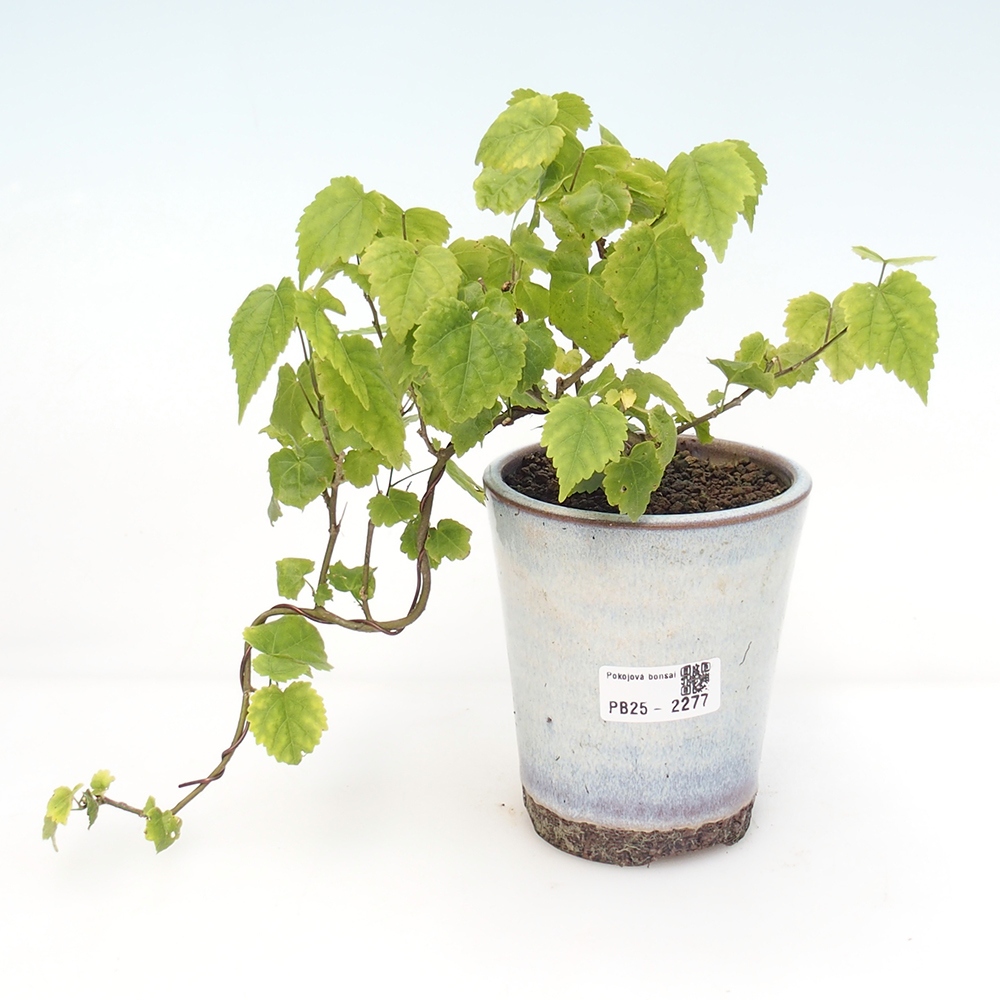 Bonsai voor binnen - Abutilon Big Bell - Cloudberry