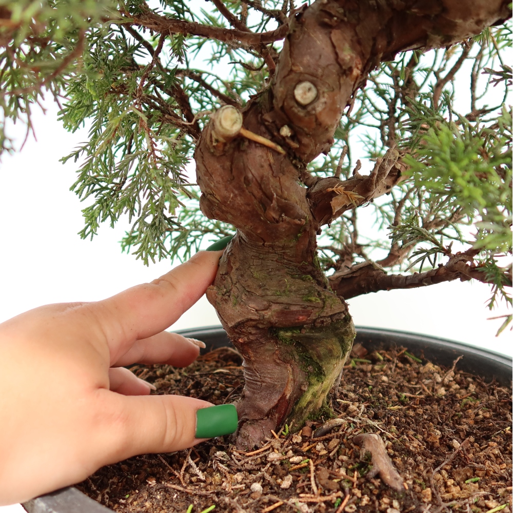 Bonsai voor buiten - Juniperus chinensis Itoigawa-Juniperus chinensis