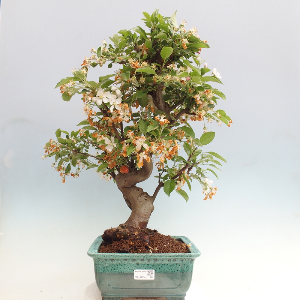 Bonsai voor buiten -Malus halliana - Appelboom met kleine vruchten