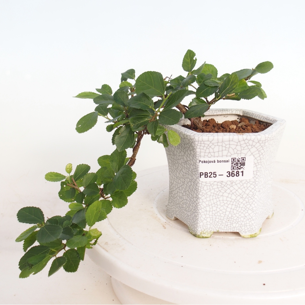 Bonsai - Grewia occidentalis - Lavendel zeester