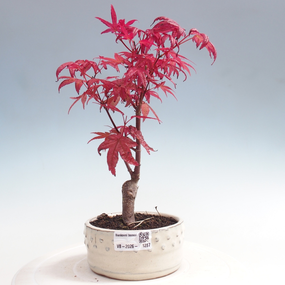 Bonsai voor buiten - Acer palmatum DESHOJO
