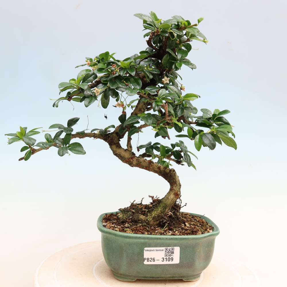 Kamerbonsai - Carmona macrophylla - Thee fuki