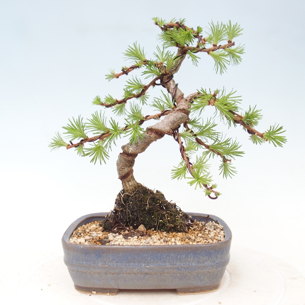 Bonsai voor buiten - Larix Kaempferi - Japanse lariks