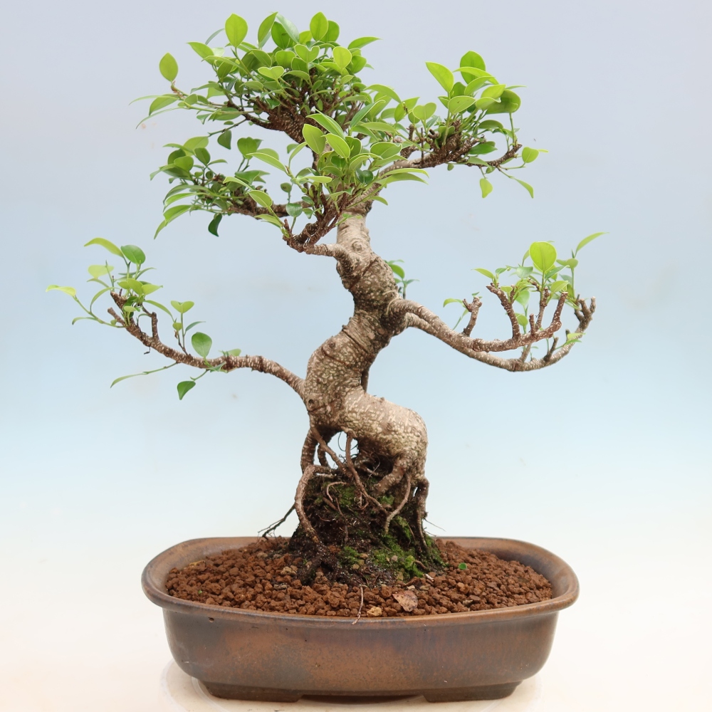 Kamerbonsai - Ficus kimmen - kleinbladige ficus