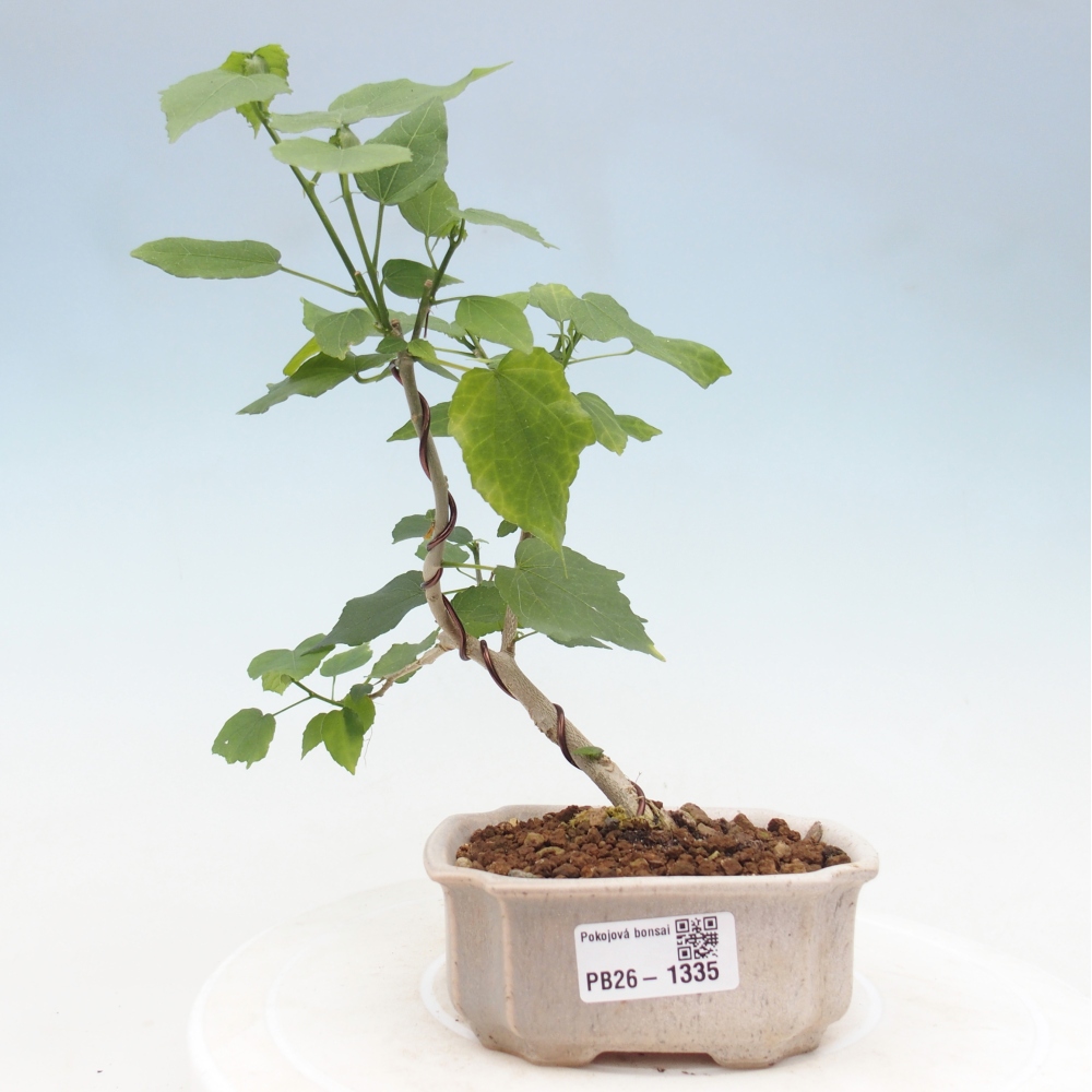 Bonsai voor binnen - Malvaviscus arboreus
