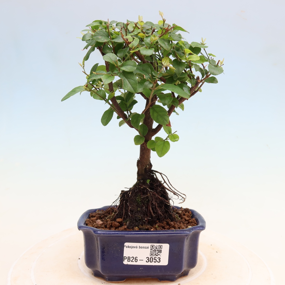 Kamerbonsai - Sageretia thea - Sageretia thea