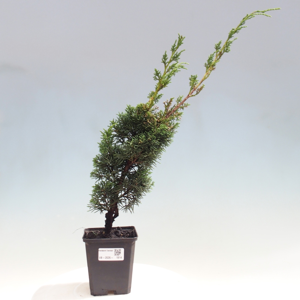 Bonsai voor buiten - Juniperus chinensis Kishu